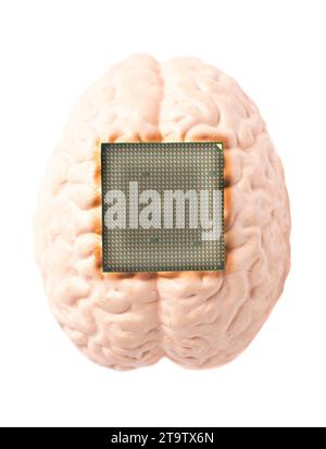 Human brain anatomical model with CPU processor microchip. Stock Photo