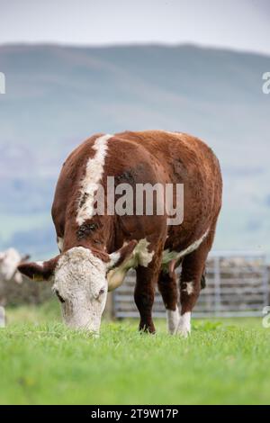 Hereford cattle, a British native breed, grazing on a pasture in Cumbria, UK. Stock Photo