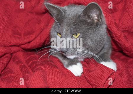 Gray Cat with Big Yellow Eyes is Relaxing under the Plaid. The Cat is Chill. Feline is Lying, Yawning on a Red Knitted Blanket. Cozy Christmas Mood. P Stock Photo