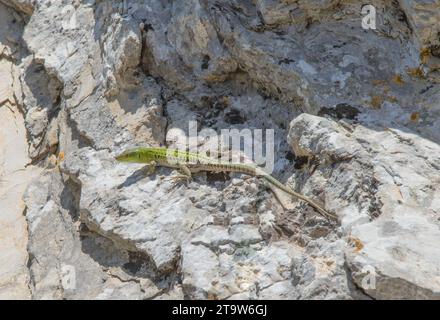 little green lizard on stone Stock Photo