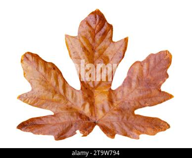 Autumn Leaf Isolated On White Background Stock Photo