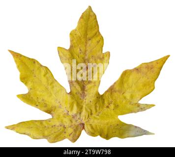 Autumn Leaf Isolated on White Background Stock Photo