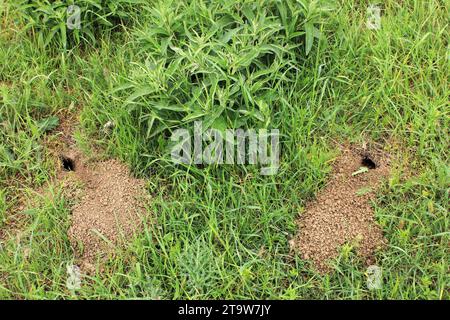 Small burrows of a mouse-vole on a green field Stock Photo - Alamy