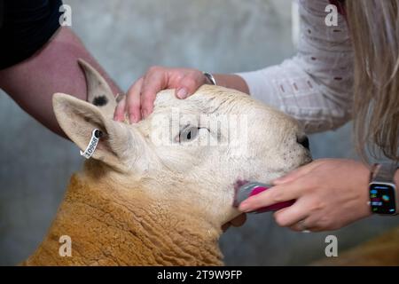 Park Type North Country Cheviots at the Lockerbie ram sale. Scotland, UK. Stock Photo