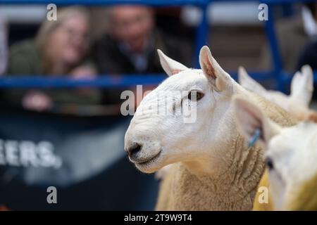 Park Type North Country Cheviots at the Lockerbie ram sale. Scotland, UK. Stock Photo