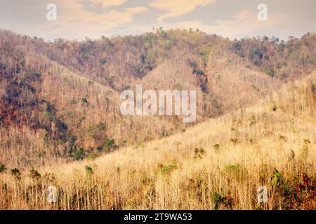 Tropical mountain semi-deciduous forest in winter season. Sri Lanka Stock Photo