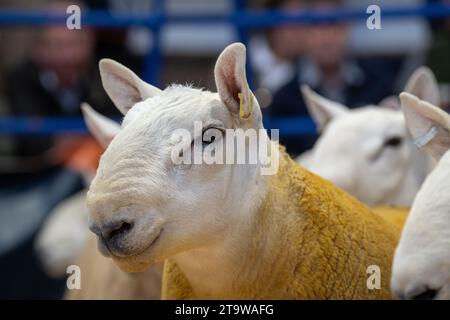 Park Type North Country Cheviots at the Lockerbie ram sale. Scotland, UK. Stock Photo