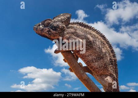 Malagasy giant chameleon / Oustalet's chameleon (Furcifer oustaleti), Central Highlands, Madagascar, Africa Stock Photo