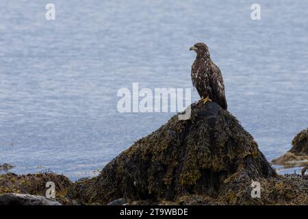 Seeadler, Flug, Flugbild, fliegend, See-Adler, Adler, Haliaeetus albicilla, White-tailed Eagle, eagle of the rain, sea grey eagle, erne, gray eagle, w Stock Photo