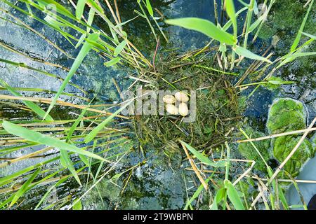 Bird's Nest Guide. Nidology. Slavonian grebe (Podiceps auritus) floating nest in reed beds of southern eutrophic lake with abundance of common reed (P Stock Photo