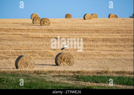 A white stork ( Ciconia ciconia ) stands on a hay bale in a harvested field with a blue sky Stock Photo