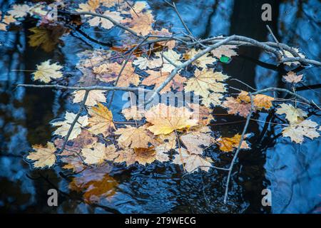 Autumn leaves on the surface of a pond Stock Photo