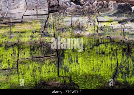 Tree trunk washed onto Grado beach after a violent storm. Presence of veins on the surface. Wood Texture. Green moss has grown on the surface. Stock Photo
