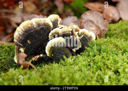 Natural closeup on a smoky polypore or bracket mushroom growing in between green moss on dead wood Stock Photo