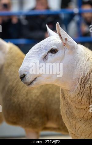 Park Type North Country Cheviots at the Lockerbie ram sale. Scotland, UK. Stock Photo