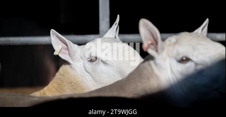 Park Type North Country Cheviots at the Lockerbie ram sale. Scotland, UK. Stock Photo