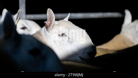 Park Type North Country Cheviots at the Lockerbie ram sale. Scotland, UK. Stock Photo