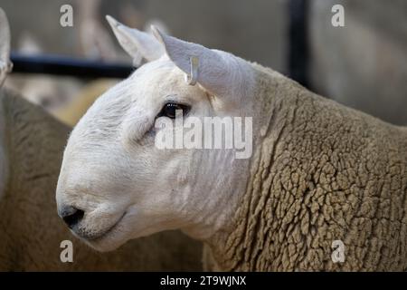 Park Type North Country Cheviots at the Lockerbie ram sale. Scotland, UK. Stock Photo