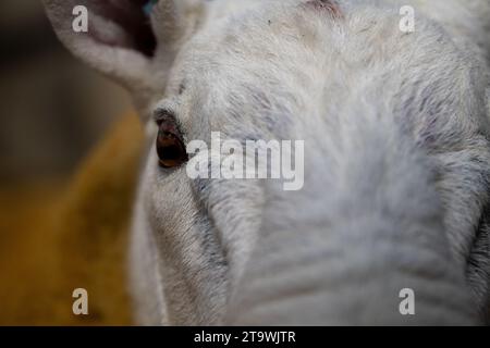 Park Type North Country Cheviots at the Lockerbie ram sale. Scotland, UK. Stock Photo