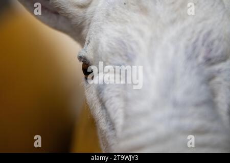 Park Type North Country Cheviots at the Lockerbie ram sale. Scotland, UK. Stock Photo