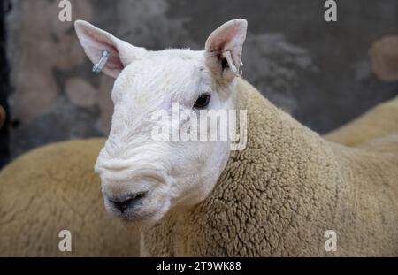 Park Type North Country Cheviots at the Lockerbie ram sale. Scotland, UK. Stock Photo