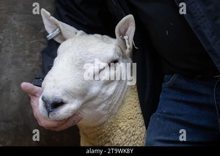 Park Type North Country Cheviots at the Lockerbie ram sale. Scotland, UK. Stock Photo