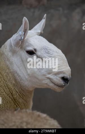 Park Type North Country Cheviots at the Lockerbie ram sale. Scotland, UK. Stock Photo