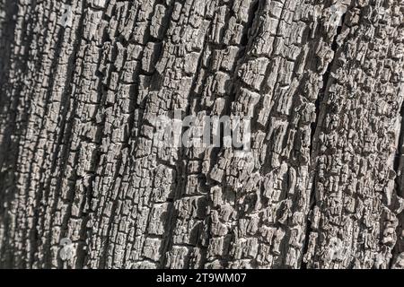 Old wood texture with natural patterns. Abstract background and texture for design. Stock Photo