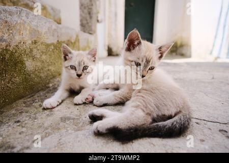 Kittens sleeping on street Stock Photo