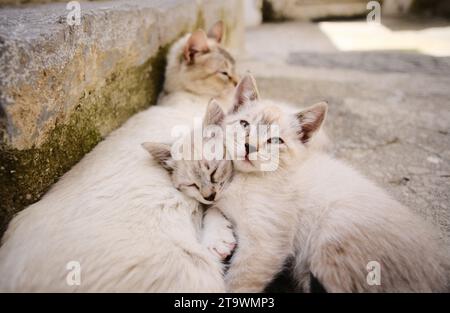 Kittens sleeping on street Stock Photo