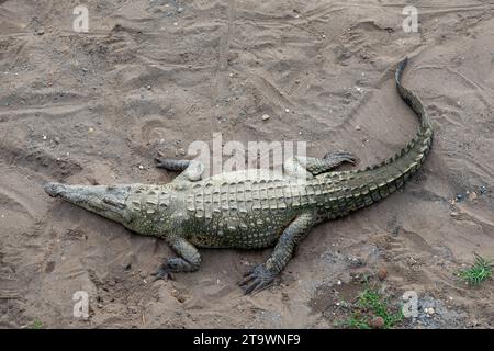 Crocodile resting in the sand under Costa Rica's famous Crocodile Bridge, a popular tourist destination. Stock Photo