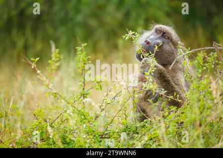 Alpha male Chacma Baboon (Papio ursinus) feeding in Kruger National Park/Africa Stock Photo