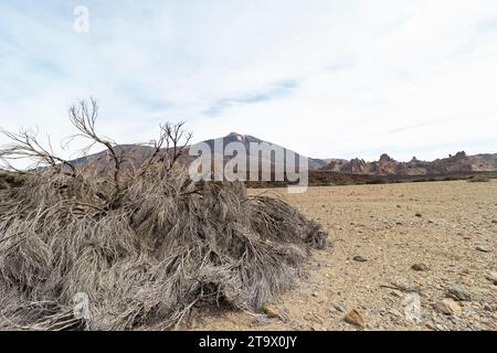 The Teide from the ucanca plain, next to a dry broom, in the cañadas del teide, Canary Isles, Tenerife Stock Photo