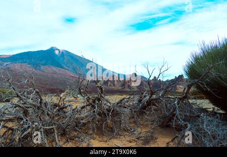 The Teide from the ucanca plain, next to some broom trees, in the Teide gorges, Canary Islands, Tenerife Stock Photo