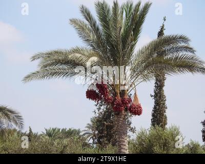 Phoenix dactylifera, the date palm, a flowering-plant species in the palm family, Arecaceae, cultivated for its edible sweet fruit called dates, Date Stock Photo