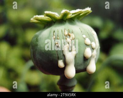 OPIUM POPPY - HARVESTING OPIUM Stock Photo