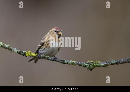 Lesser Redpoll (Carduelis cabaret), perched on tree branch in winter, West Midlands, England. January. Stock Photo