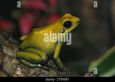 Colorful closeup on a yellow Golden poison dart arrow frog , Phyllobates terribilis sitting on wood Stock Photo