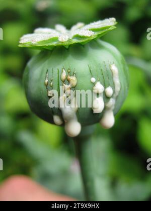 OPIUM POPPY - HARVESTING OPIUM Stock Photo