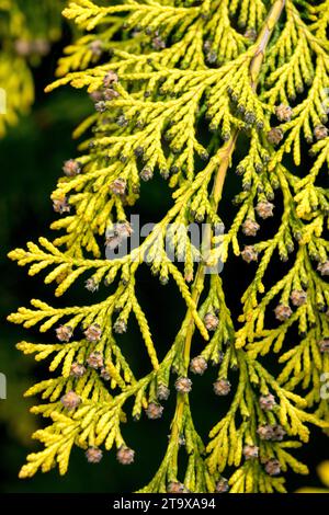 Bright Golden Yellow Gold, Leaves Branch Foliage Needles Lawson False Cypress, Chamaecyparis lawsoniana, Oregon Cypress Stock Photo