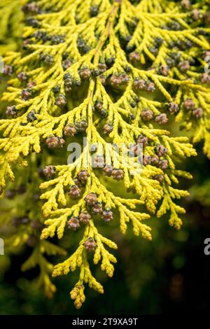 Chamaecyparis, Leaves Bright Golden Yellow Gold Chamaecyparis lawsoniana 'Ivonne' small cones Stock Photo