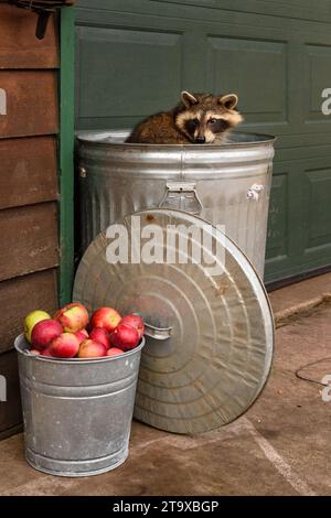 Raccoon (Procyon lotor) Looks Back Over Shoulder While Sitting in Garbage Can - captive animal Stock Photo