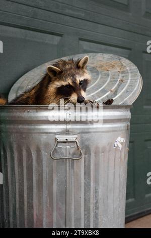 Raccoon (Procyon lotor) Looks Back Over Rim of Garbage Can - captive animal Stock Photo