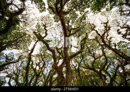 Amazing Bottom view of Giant trees with Huge trunks and Branches at De Djawatan, Benculuk, Banyuwangi,East Java, Indonesia Stock Photo