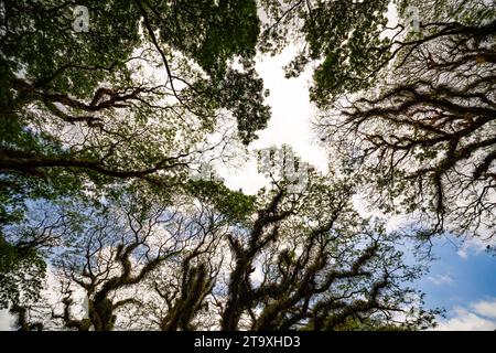 Amazing Bottom view of Giant trees with Huge trunks and Branches at De Djawatan, Benculuk, Banyuwangi,East Java, Indonesia Stock Photo