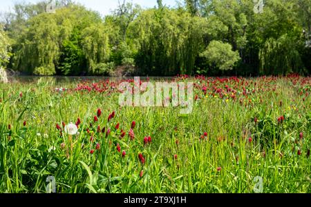 meadow full of crimson clover and flowers, blooming meadow in the background with a pond and trees Stock Photo