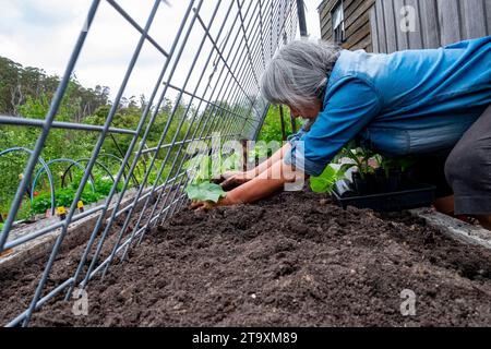 Planting cucumber seedlings against a slanted grid to climb on the grid Stock Photo