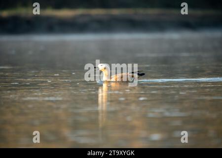 A ruddy shelduck swimming in the river in the early morning light and mist. Stock Photo