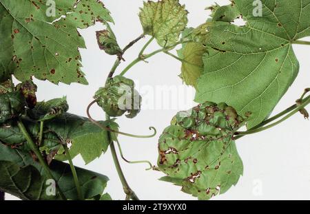 STUDIO IMAGE ON WHITE BACKGROUND OF BLACK SPOT ALSO KNOWN AS ANTHRACNOSE OR PHOMOPSIS ON GRAPE VINE LEAVES (VITIS VINIFERA). Stock Photo