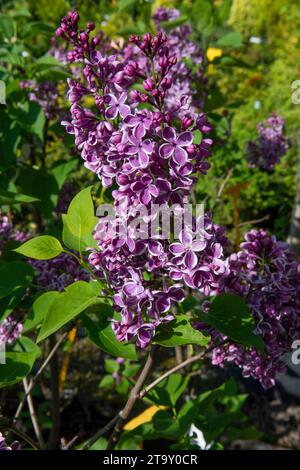 The common lilac (Syringa vulgaris Sensation), also known as the French lilac or simply the lilac blooming in the garden. Stock Photo